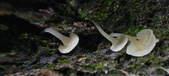 Enlarge photo 169