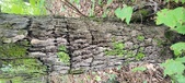Enlarge photo 168