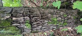 Enlarge photo 167