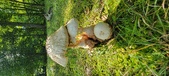 Enlarge photo 38