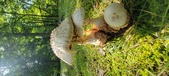 Enlarge photo 34