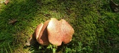 Enlarge photo 25