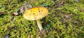Pisgah Trip Mushrooms