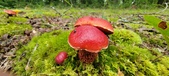 Enlarge photo 77