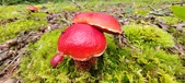 Enlarge photo 75