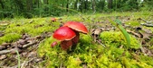 Enlarge photo 73