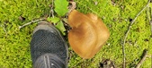 Enlarge photo 70