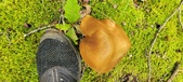 Enlarge photo 69
