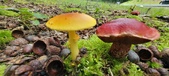 Enlarge photo 68