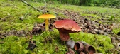 Enlarge photo 63