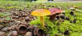 Enlarge photo 62