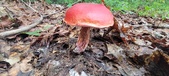 Enlarge photo 59
