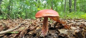 Enlarge photo 58