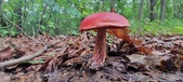 Enlarge photo 57