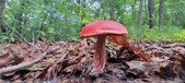 Enlarge photo 56