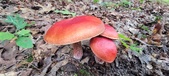 Enlarge photo 52