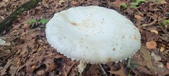 Enlarge photo 37