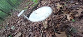 Enlarge photo 31