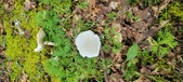 Enlarge photo 81