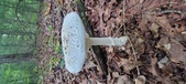Enlarge photo 84