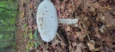 Enlarge photo 85