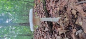 Enlarge photo 86