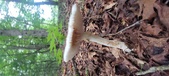 Enlarge photo 87