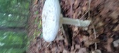 Enlarge photo 95