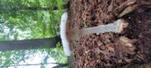 Enlarge photo 97