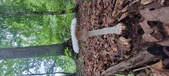 Enlarge photo 98