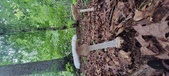Enlarge photo 99
