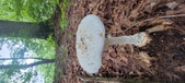 Enlarge photo 100