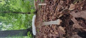 Enlarge photo 103