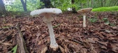 Enlarge photo 104