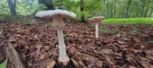 Enlarge photo 105