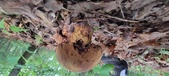 Enlarge photo 106