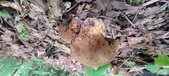 Enlarge photo 109