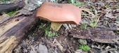 Enlarge photo 110