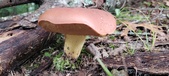 Enlarge photo 111