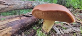 Enlarge photo 112