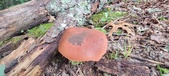 Enlarge photo 115