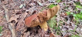 Enlarge photo 116