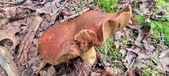 Enlarge photo 117