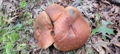 Enlarge photo 119