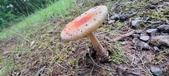 Enlarge photo 122
