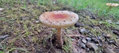 Enlarge photo 124