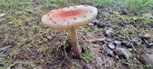 Enlarge photo 125