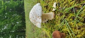 Enlarge photo 126