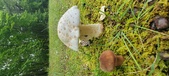 Enlarge photo 127