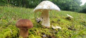 Enlarge photo 128
